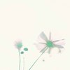 あの日の秋桜