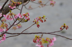 花鳥