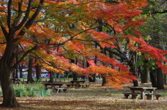 紅葉とベンチ