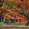 紅葉とベンチ