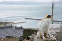 海を眺める猫