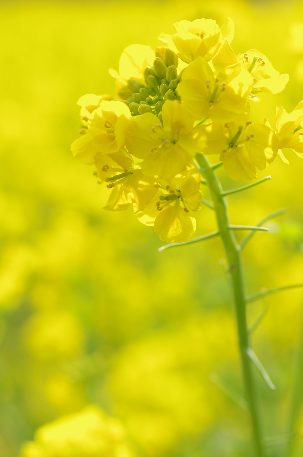 葉の花