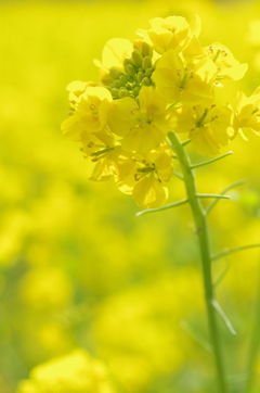葉の花