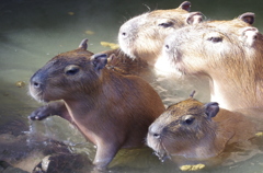 カピバラ上陸
