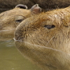 いい湯だな