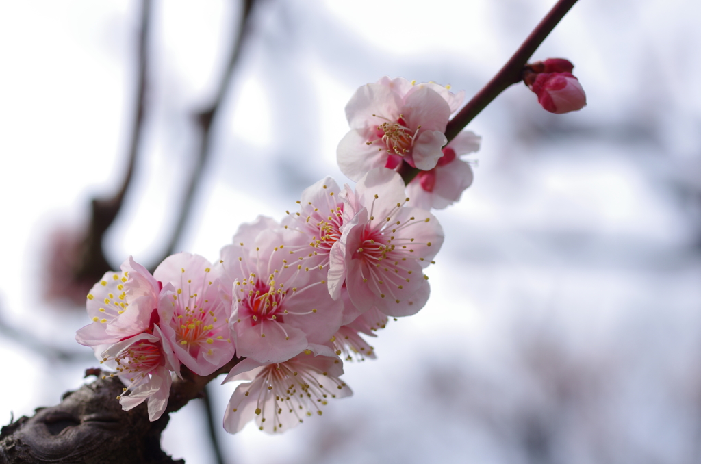 梅の花