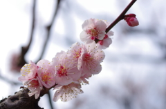 梅の花