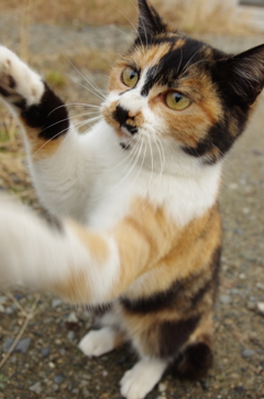 猫パンチ