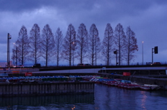湖畔の並木