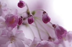 花開く