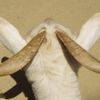 八