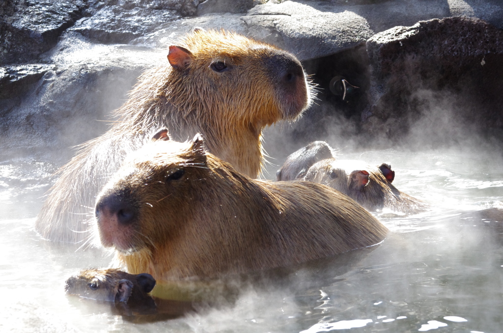 湯けむりの中で