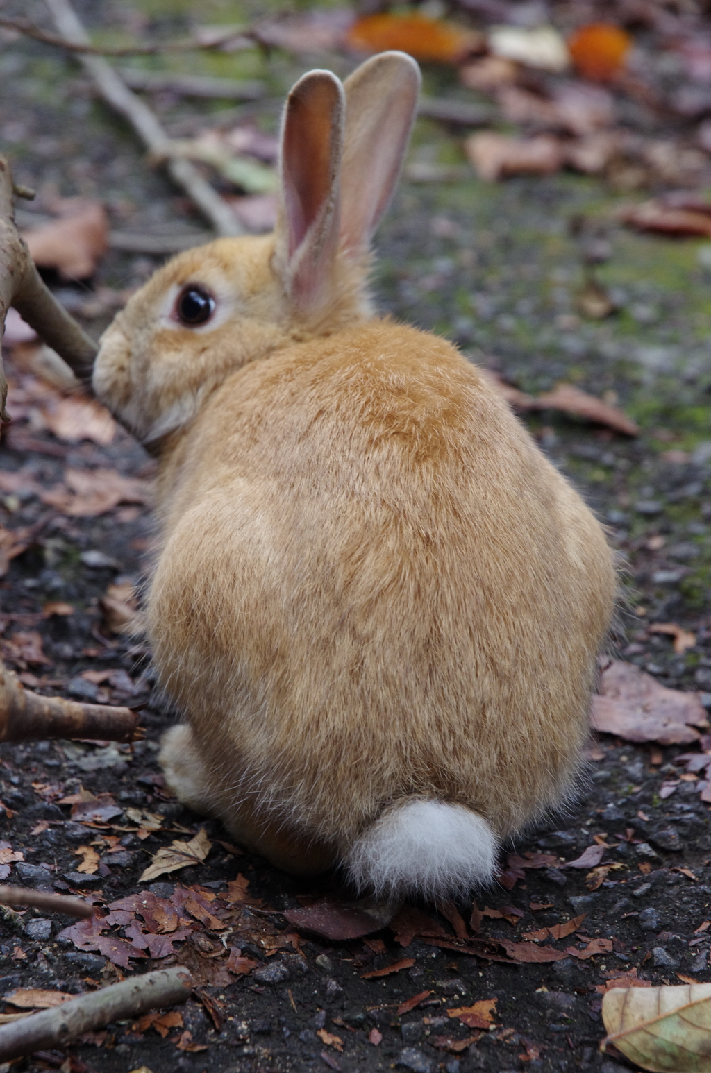 かわいい尻尾