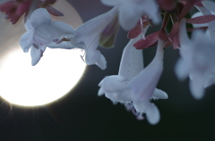 小さい花