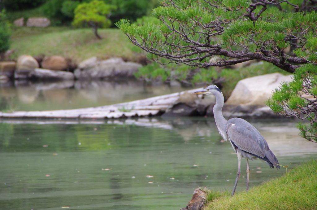 池を見つめる鷺