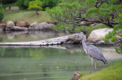 池を見つめる鷺