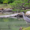 池を見つめる鷺