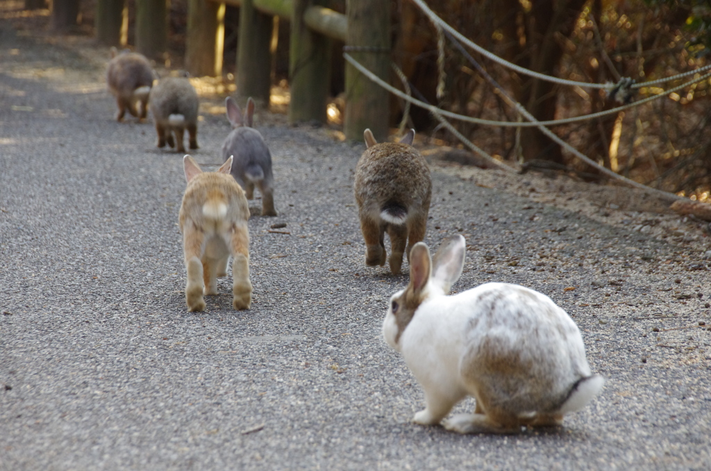 うさぎのおしり