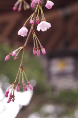 軒先の桜