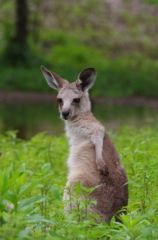 カンガルー