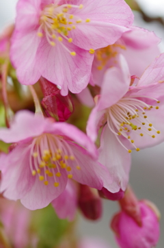 河津桜