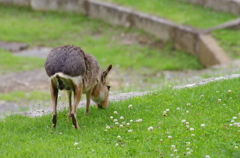 マーラの食事