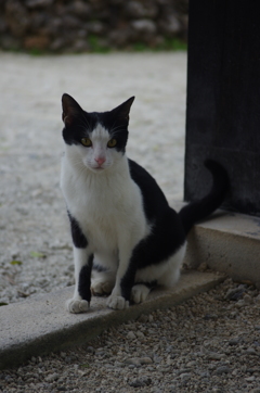 しまねこ