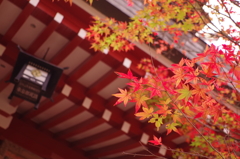 紅葉
