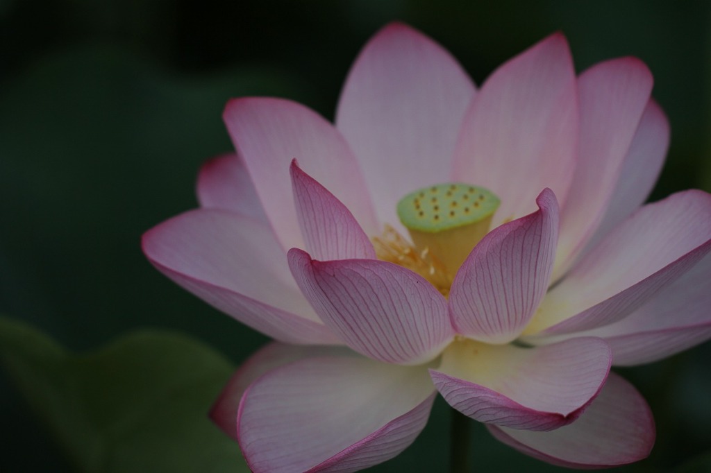 聖花