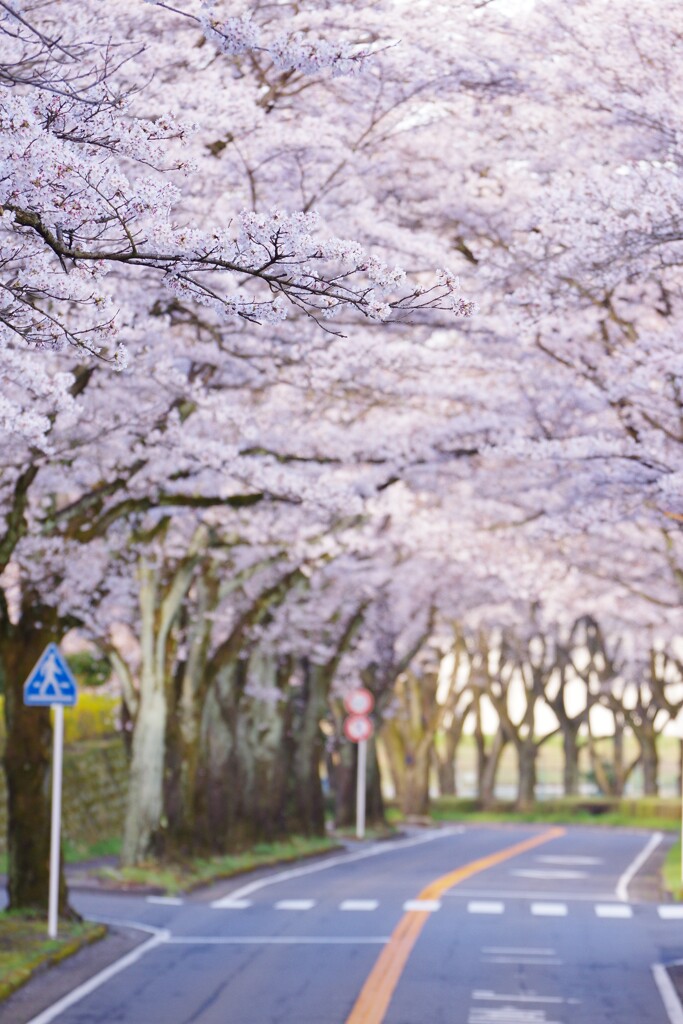 桜並木