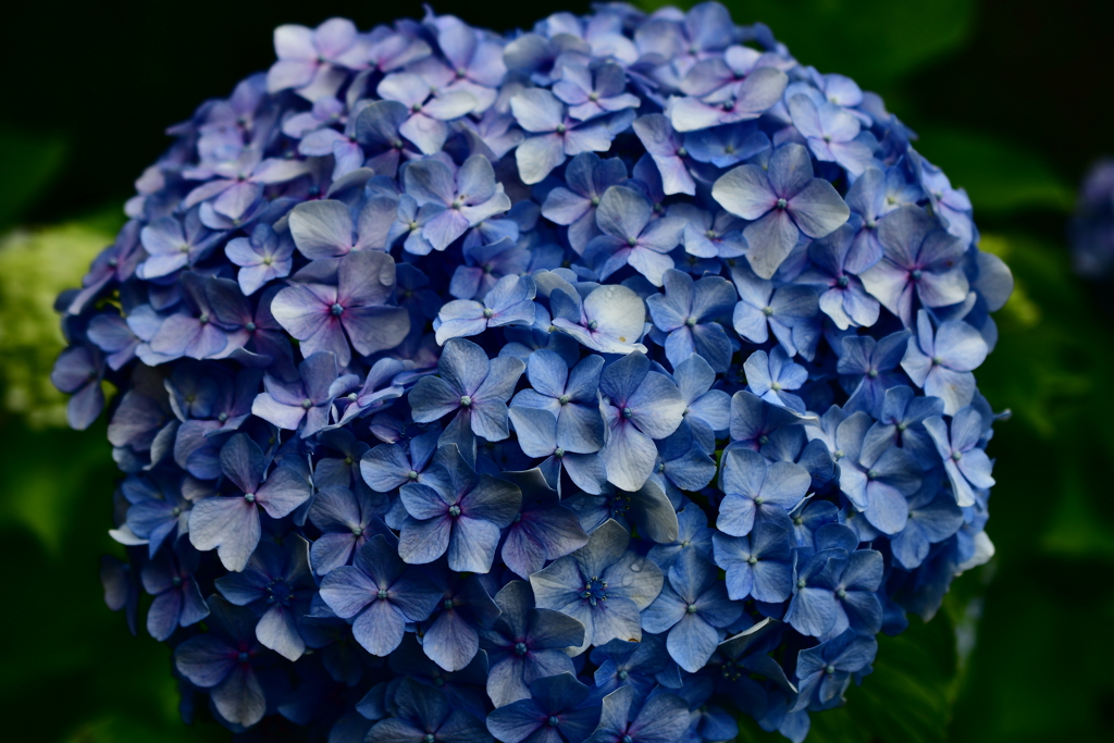 紫陽花