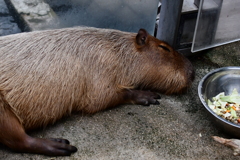 水遊園の人気者