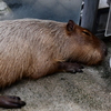 水遊園の人気者