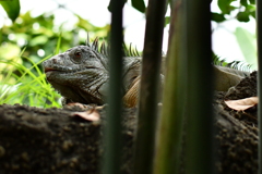 水遊園のイグアナ