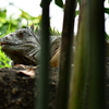 水遊園のイグアナ