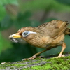 ガビチョウ②