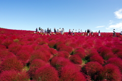 紅く染まるコキア