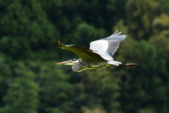 アオサギ②