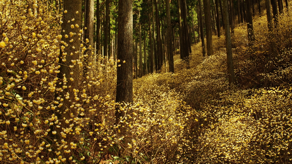 妖精の森の黄色い花