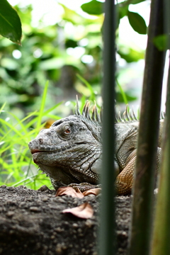 水遊園のイグアナ②