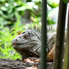 水遊園のイグアナ②