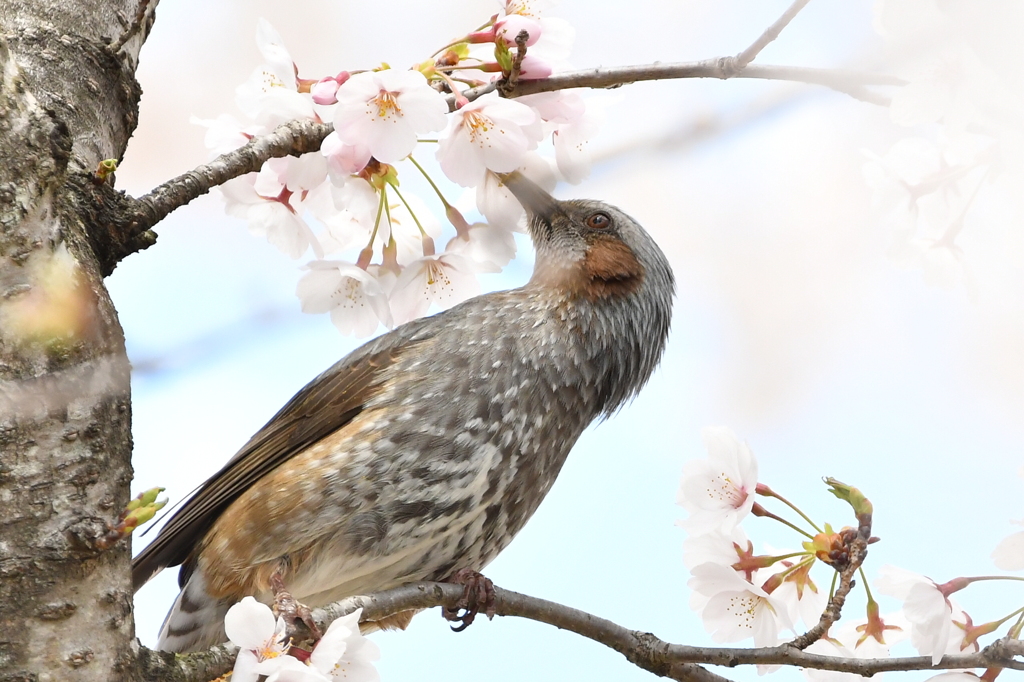 サクラヒヨドリ