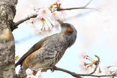 サクラヒヨドリ