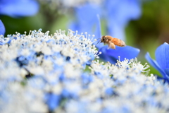 紫陽花と蜂