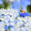 紫陽花と蜂