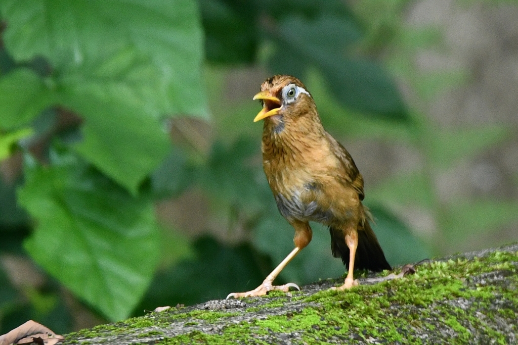 ガビチョウ