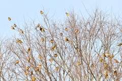 カワラヒワのなる木