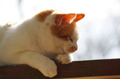 考えるぬこ