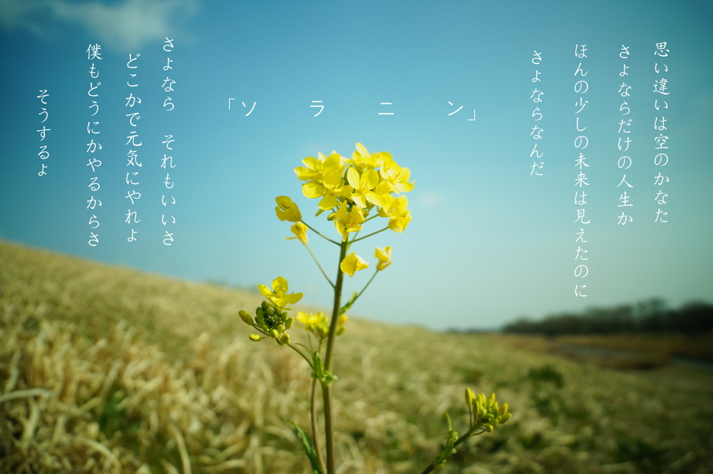 ソラニン