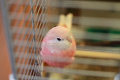 ちんまり